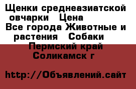 Щенки среднеазиатской овчарки › Цена ­ 20 000 - Все города Животные и растения » Собаки   . Пермский край,Соликамск г.